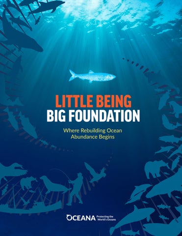 , Little Being, Big Foundation: Where Rebuilding Ocean Abundance Begins,