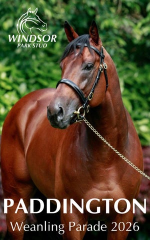 Digital Paddington weanling parade pedigree book