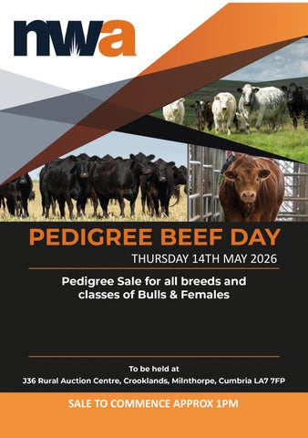 Pedigree Beef 140526