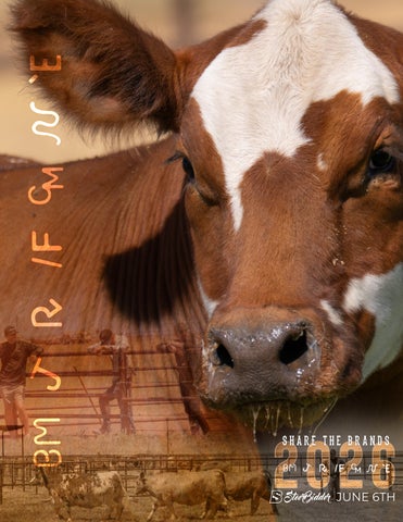 2026 STB Catalog
