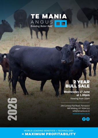 Te Mania 2 Year Angus Bull Sale 2026
