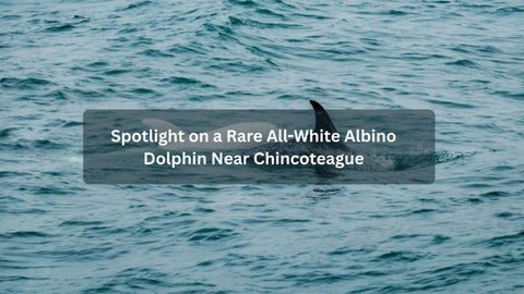Spotlight on a Rare All-White Albino Dolphin Near Chincoteague