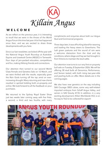 Killain Angus 2026 Newsletter