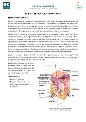 Tema 11-Bloque II-La Piel. Estructura y Funciones