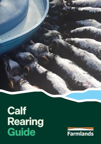 Calf Rearing Guide 2026