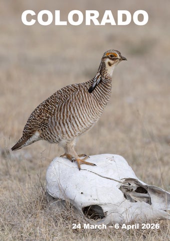 COLORADO 2026 (BIRDQUEST)