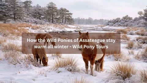 How the Wild Ponies of Assateague stay warm all winter - Wild Pony Tours