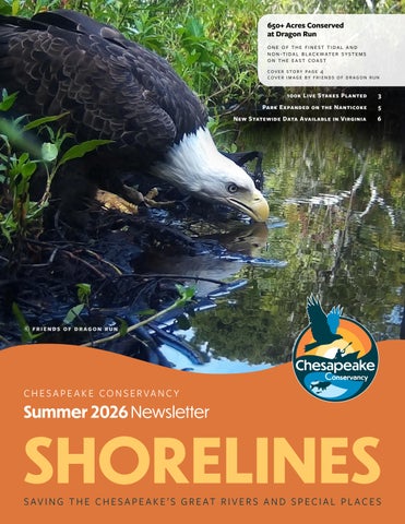 Newsletter-Shorelines-Summer-2026