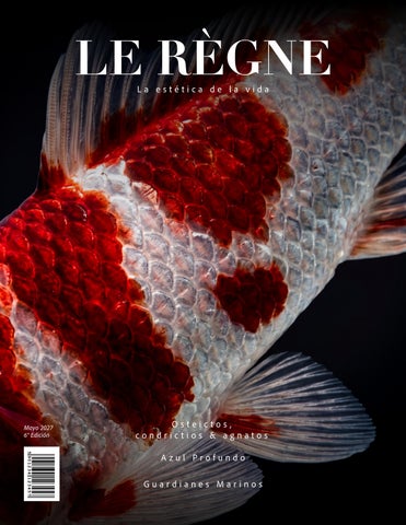 3P.Peces