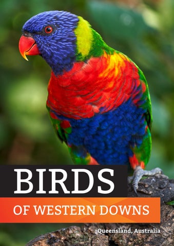 Birds of Western Downs