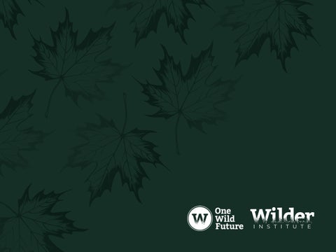 One Wild Future | Wilder Institute