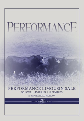 Performance Limousin Sale 2026