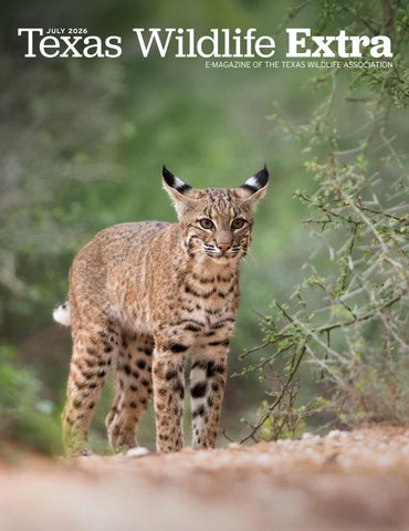 Texas Wildlife Extra - July 2026