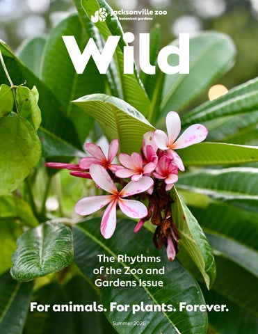 Wild_Summer26