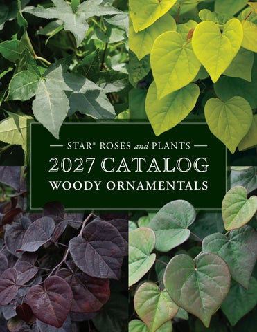 2027 Star® Roses and Plants Woody Ornamentals Catalog