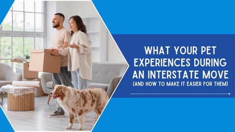 What Your Pet Experiences During An Interstate Move