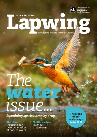 Lapwing Magazine | Summer 2026