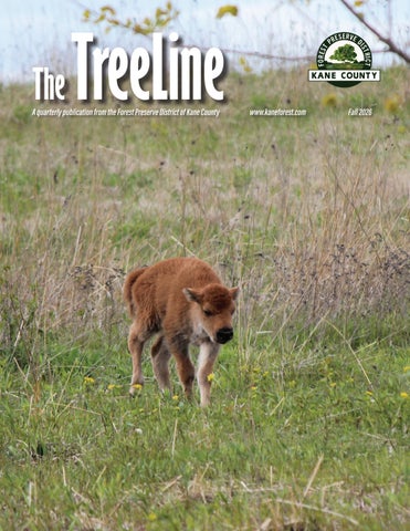 Fall TreeLine Newsletter 2026