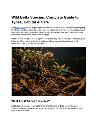 Wild Betta Species_ Complete Guide to Types, Habitat & Care