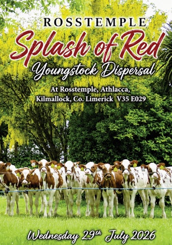 ROSSTEMPLE "SPLASH OF RED" YOUNGSTOCK DISPERSAL SALE