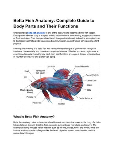Betta Fish Anatomy_ Complete Guide to Body Parts and Their Functions