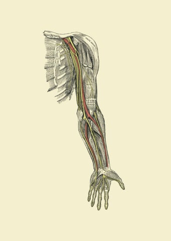 Anatomía. Estructuras y sistemas 第 2 页