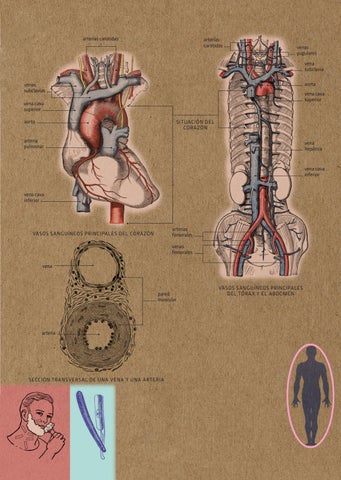 Anatomía. Estructuras y sistemas 第 7 页