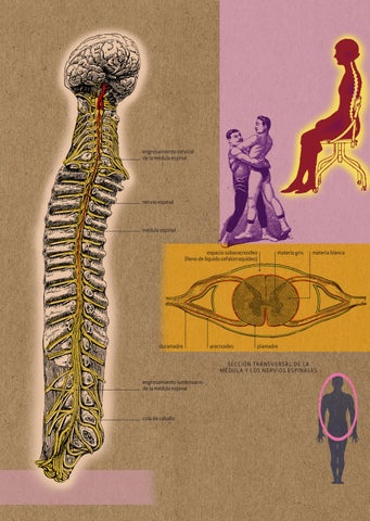 Anatomía. Estructuras y sistemas 第 9 页