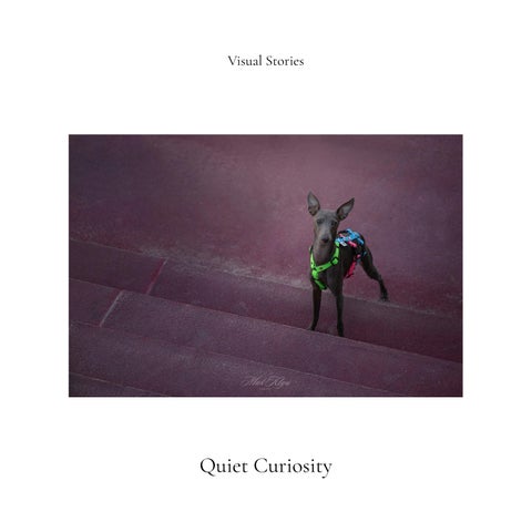 Visual Stories — ART 006: Quiet Curiosity