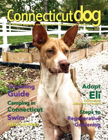 CT DOG_Summer26 web2