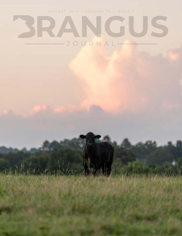 August 2026 Brangus Journal