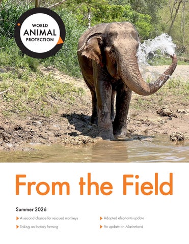 From the Field Summer 2026 - Adoption