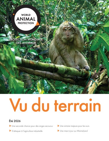 Vu du Terrain Été 2026