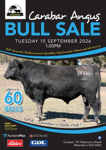 Carabar Angus 2026 Bull Sale