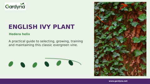 English Ivy Care Guide: How to Grow Lush & Healthy Ivy