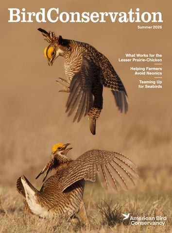 Bird Conservation  - Summer 2026