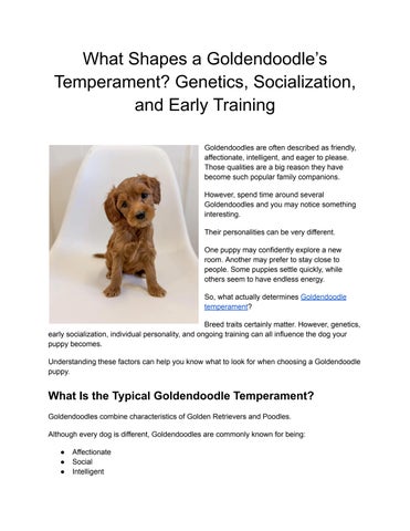 What Shapes a Goldendoodle’s Temperament