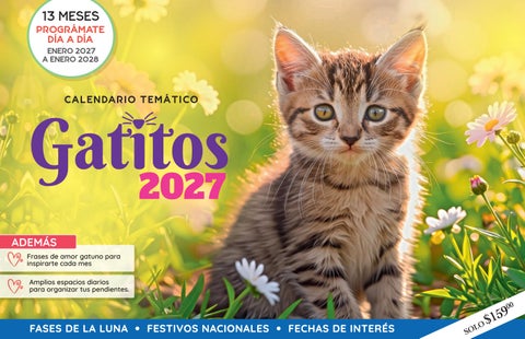 GATITOS 2027 MEX