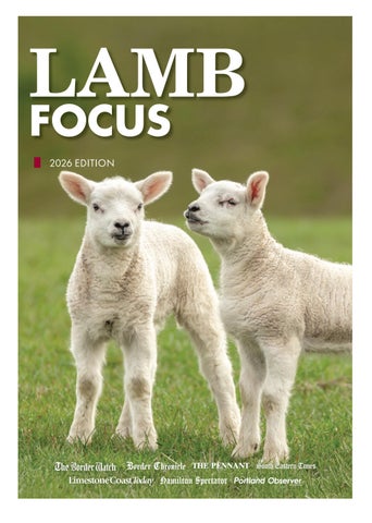 Lamb Focus 2026