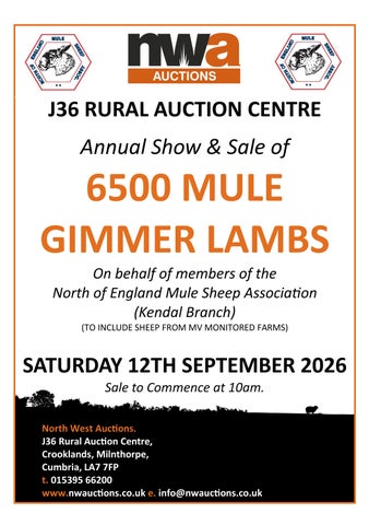 NEMSA GIMMER LAMBS 120926