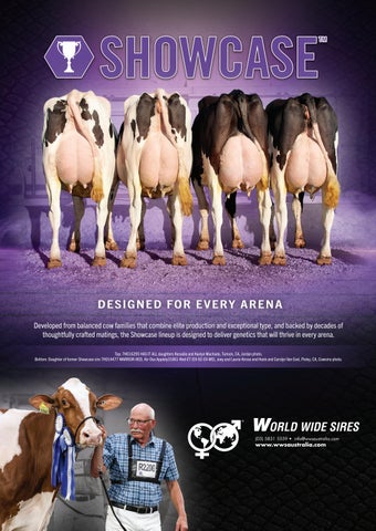 World Wide Sires Australia August 2026 Showcase Sires