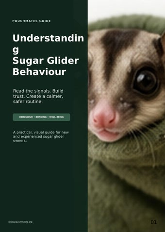 Understanding Sugar Glider Behavior