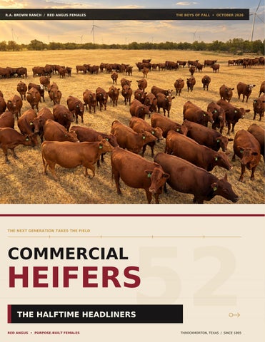 2026 Oct Sale Commercial Heifers