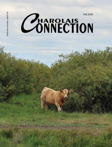 Fall 2026 Charolais Connection