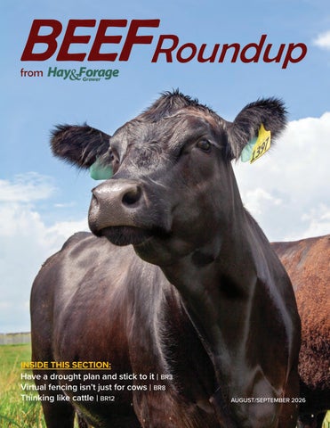 Beef Roundup Aug-Sept 2026
