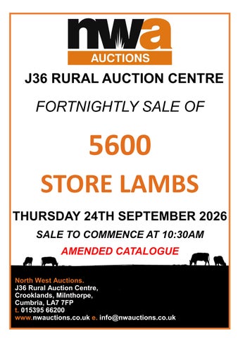 STORE LAMBS 240926