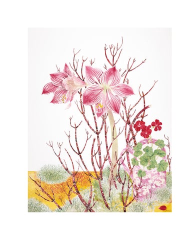 Angie Lewin | Cultivated Colour 第 15 页