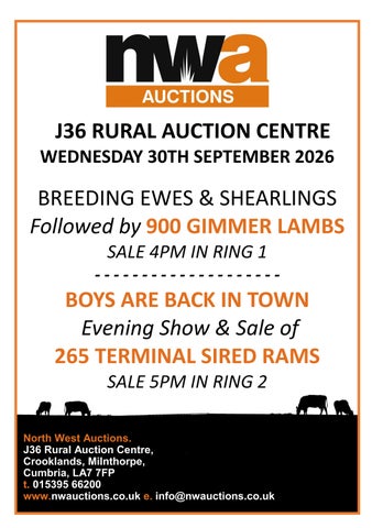 J36 RAMS & GIMMER LAMBS 300926