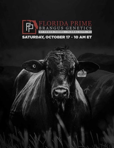 2026 Florida Prime Brangus Genetics Bull Sale