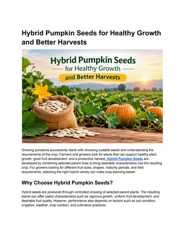 Hybrid Pumpkin Seeds